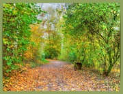 19th Nov 2021 - Leafy Woodland Walk,Brixworth Country Park