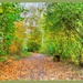 Leafy Woodland Walk,Brixworth Country Park by carolmw