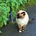 A little siamese cat. The Esplanade, Rishton. by grace55