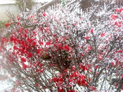 19th Nov 2021 - Beautiful burning bush covered in snow