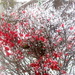 Beautiful burning bush covered in snow by bruni