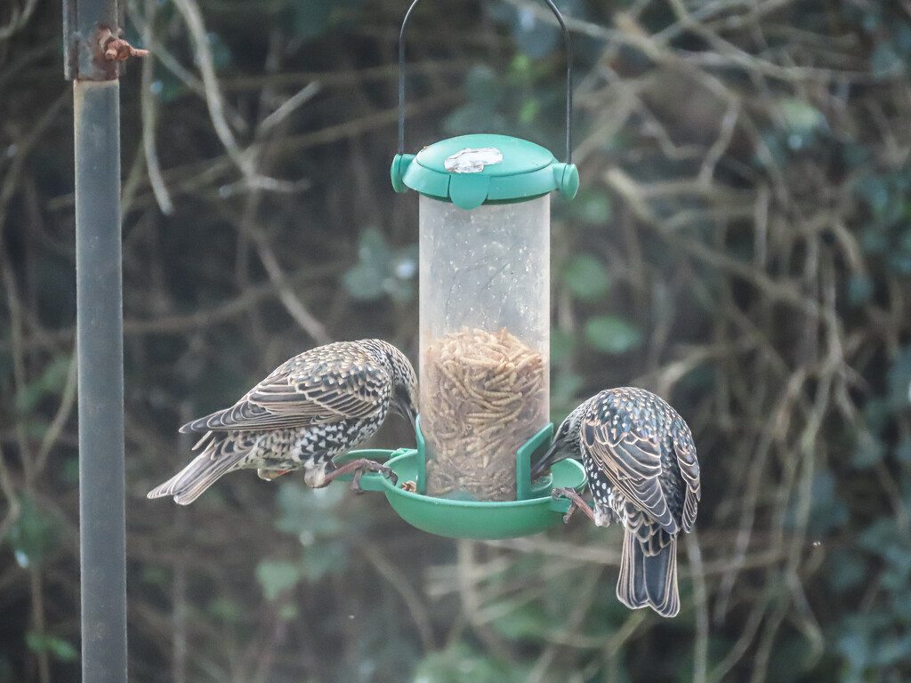 Feeding Starlings by mumswaby