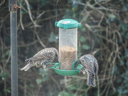 17th Nov 2021 - Feeding Starlings
