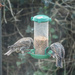 Feeding Starlings by mumswaby