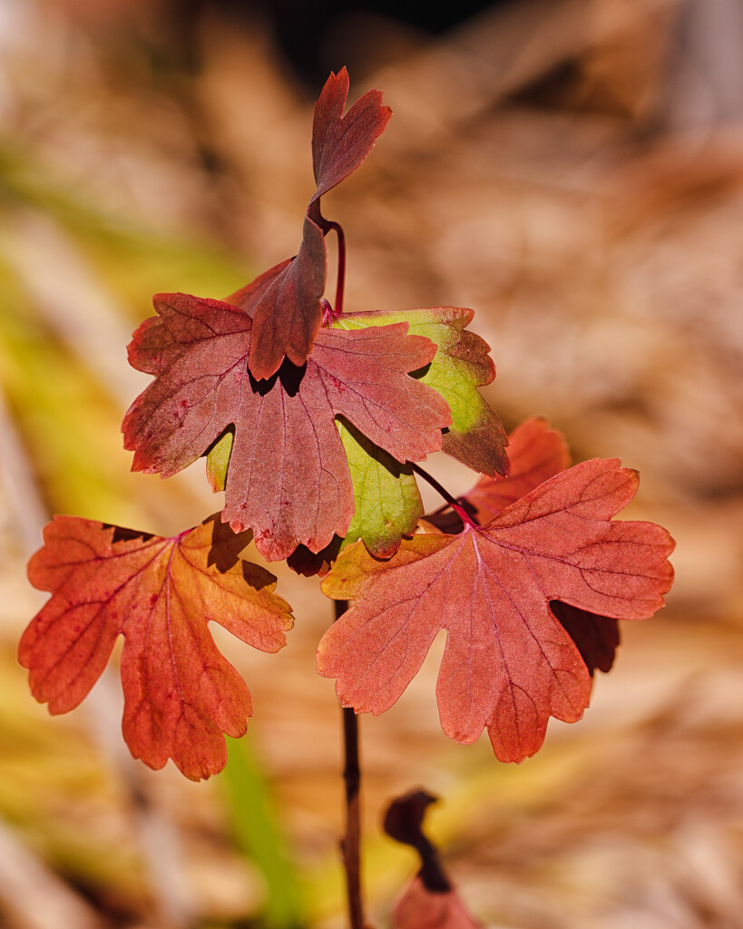 last fall color by aecasey