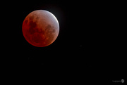 20th Nov 2021 - Blood Micro Moon 