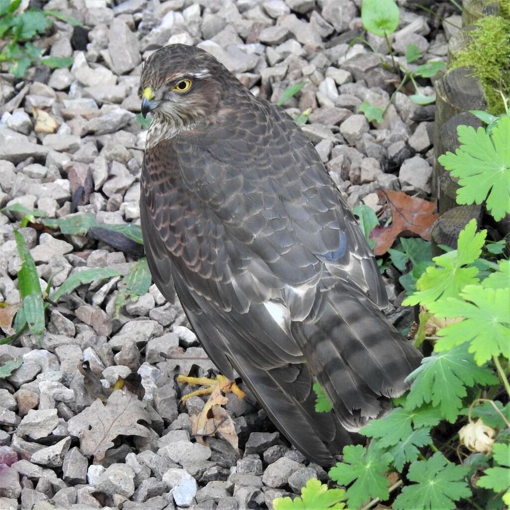  A Stunned Mrs Sparrowhawk  by susiemc