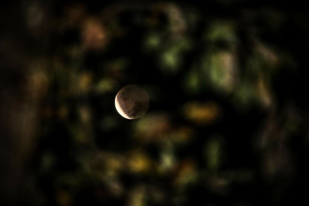 Eclipse through my fall leaves by darylo