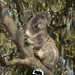 early morning Ellie by koalagardens