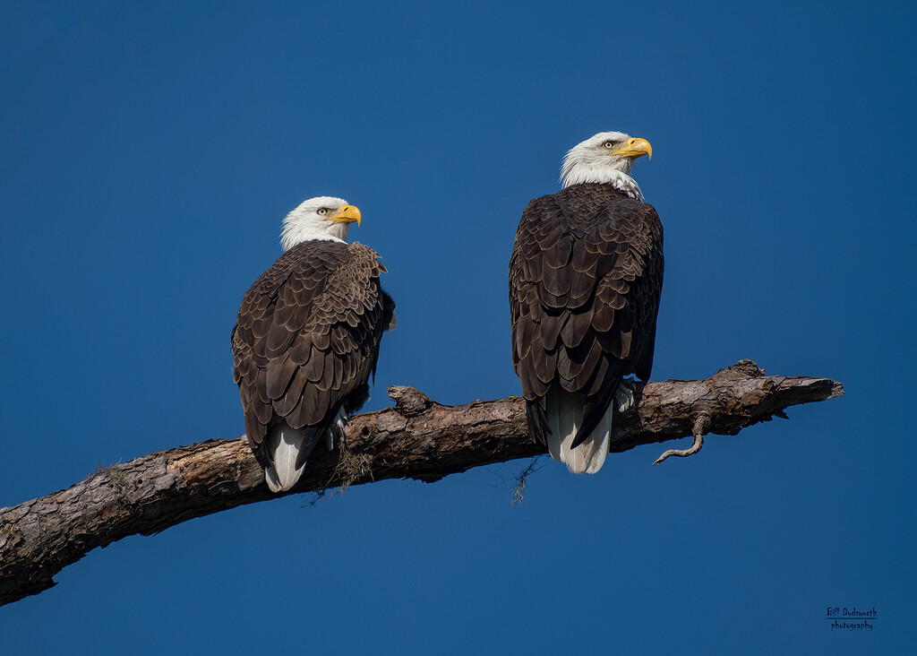 Bald Eagles by photographycrazy