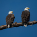 Bald Eagles by photographycrazy