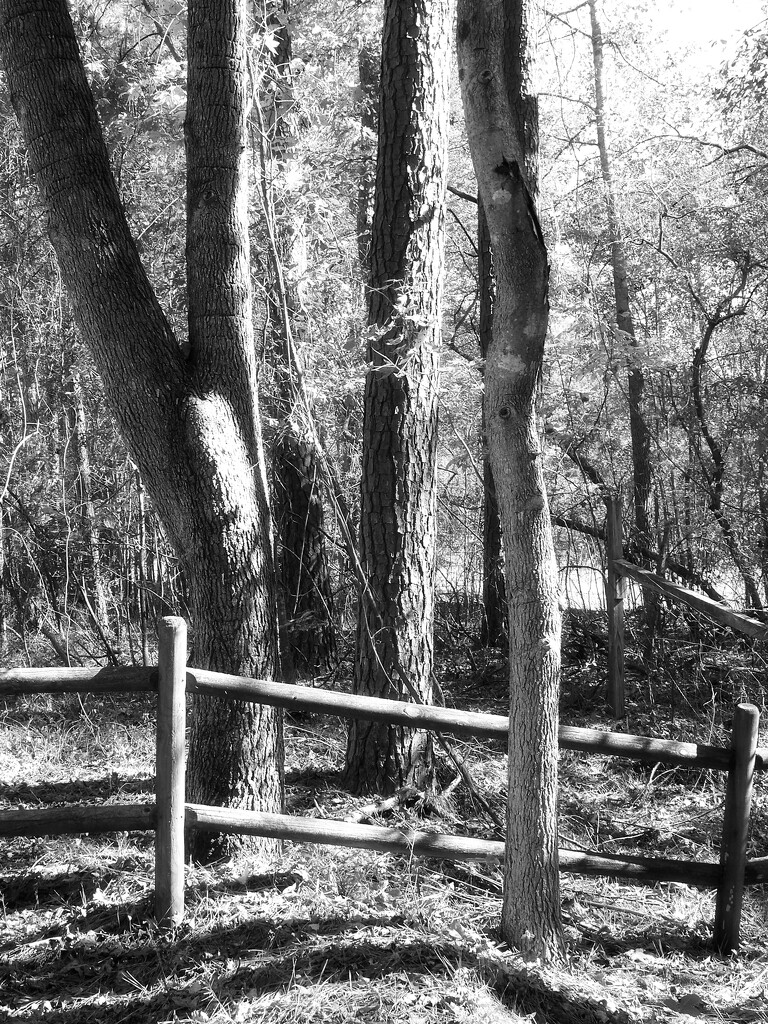 Trees and fences... by marlboromaam