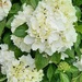  White Hydrangea Flowers ~    by happysnaps