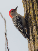 19th Nov 2021 - red-bellied woodpecker