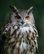19th Nov 2021 - Eagle Owl