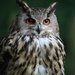Eagle Owl by shepherdmanswife