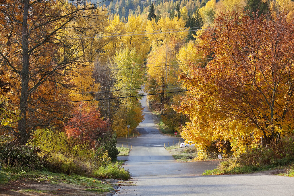 Down the road by kiwichick