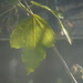 Leaf by spanishliz