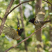 Hihi - New Zealand Native Birds by yaorenliu