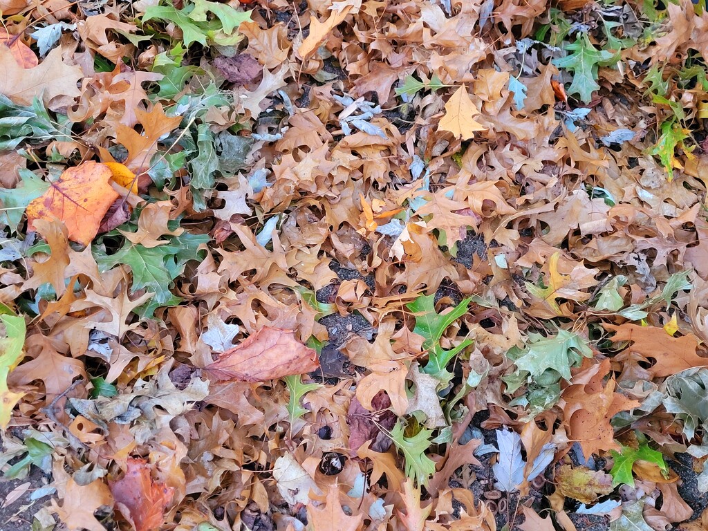 My leaf collection by scoobylou