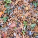 My leaf collection by scoobylou