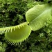 Venus flytrap  by sianharrison