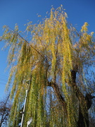 20th Nov 2021 - Willow waterfall