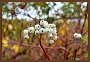20th Nov 2021 - Red-Dogwood Berries