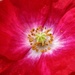 A wild red poppy. by grace55
