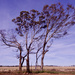The Paddocks Are Looking Pretty Dry..._A314440 by merrelyn