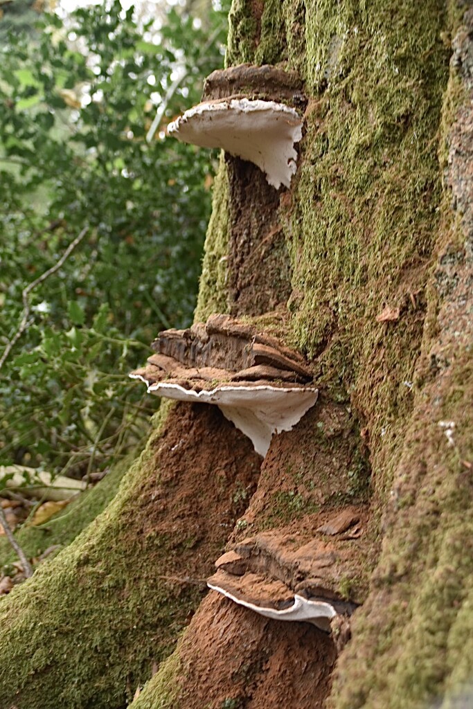 Bracket fungi by wakelys
