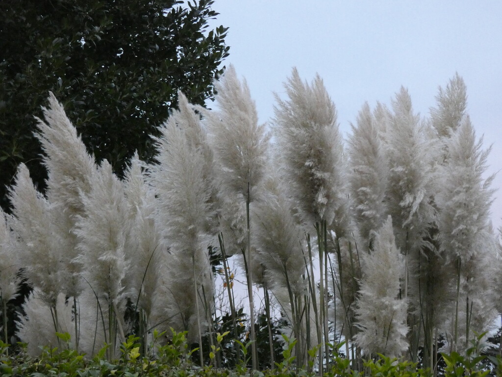 Phil’s Pampas Grass by foxes37