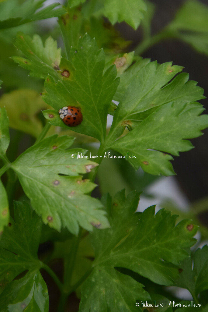 ladybug in parsley  by parisouailleurs