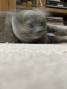 20th Nov 2021 - Misty on a catnip high shook her head