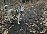 20th Nov 2021 - A 5 mile walk with Becky and Apache