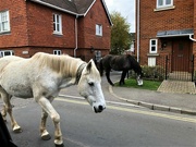 16th Nov 2021 -  New Forest Ponies ...............