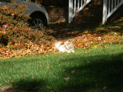 20th Nov 2021 - Dog in Neighbor's Yard
