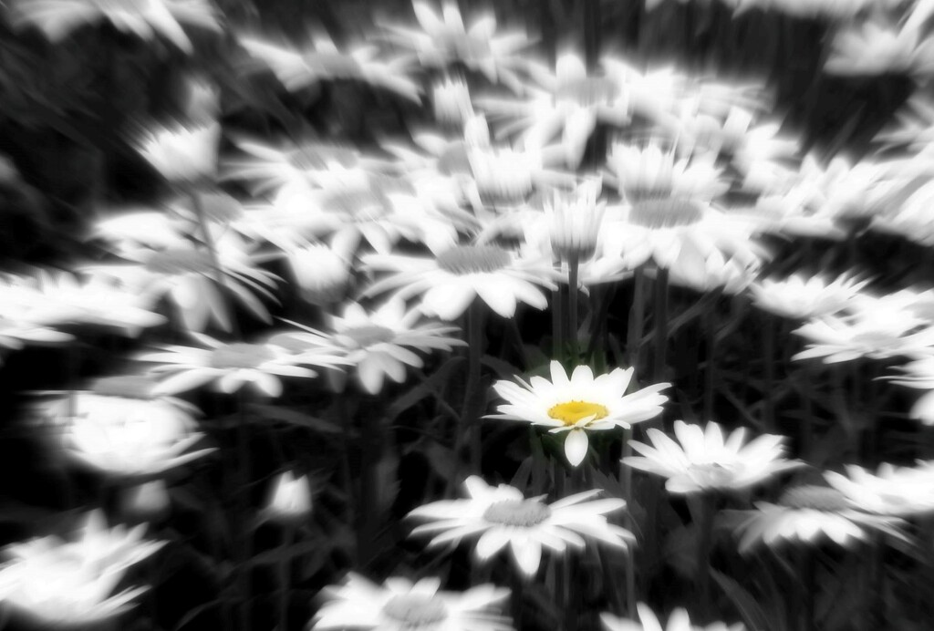 Black and white with yellow flower by 38dcmoder