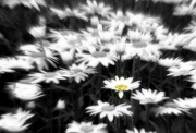 20th Nov 2021 - Black and white with yellow flower