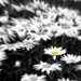 Black and white with yellow flower