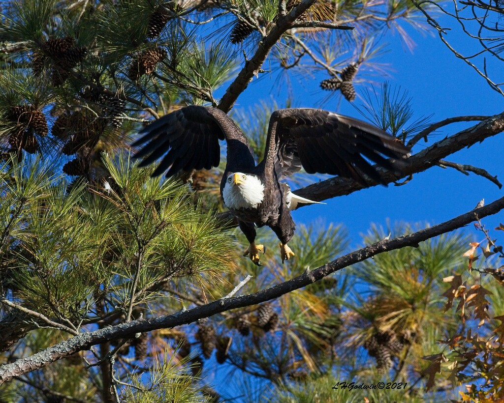 LHG_3599_Female Eagle flys off Perch by rontu