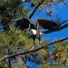 LHG_3599_Female Eagle flys off Perch by rontu