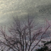 Tree and sky 1 by larrysphotos
