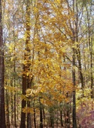 21st Nov 2021 - The golden leaves of the mockernut tree...
