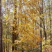 The golden leaves of the mockernut tree... by marlboromaam