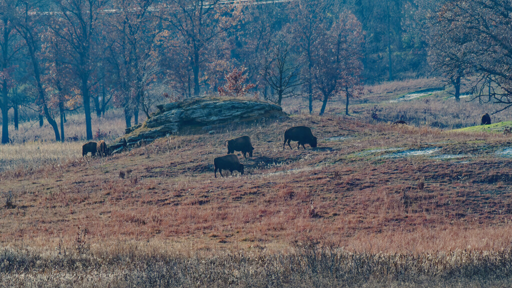 bison and rocks  by rminer