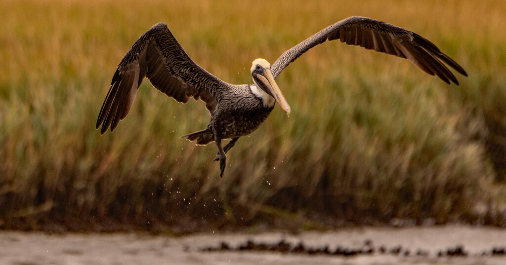 Brown Pelican on Take-off! by rickster549