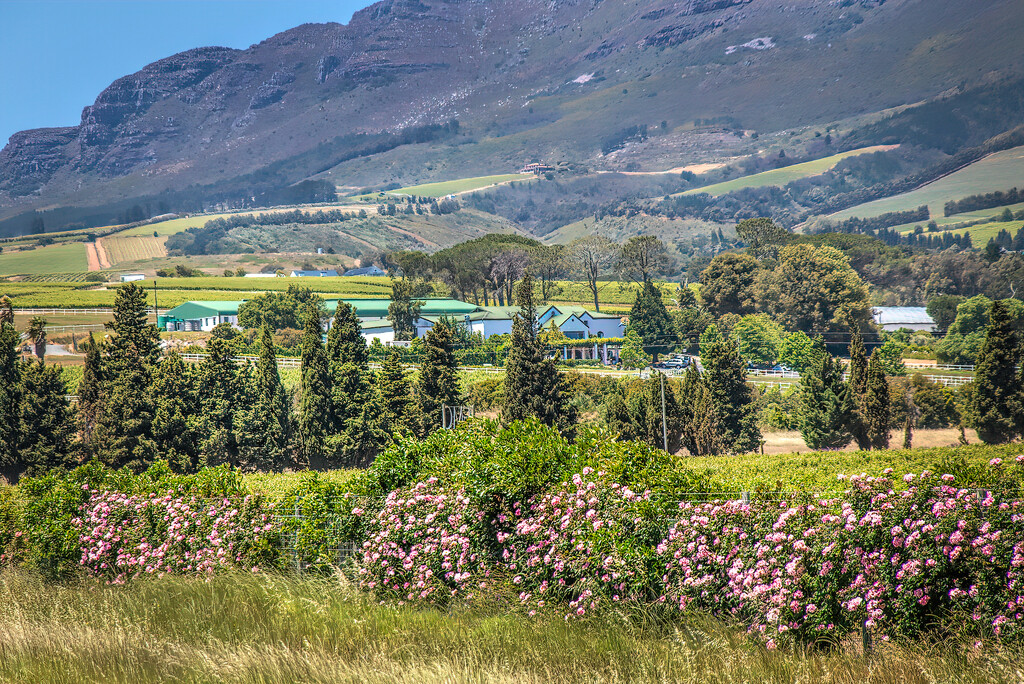 Nestled on the slopes of the Helderberg by ludwigsdiana