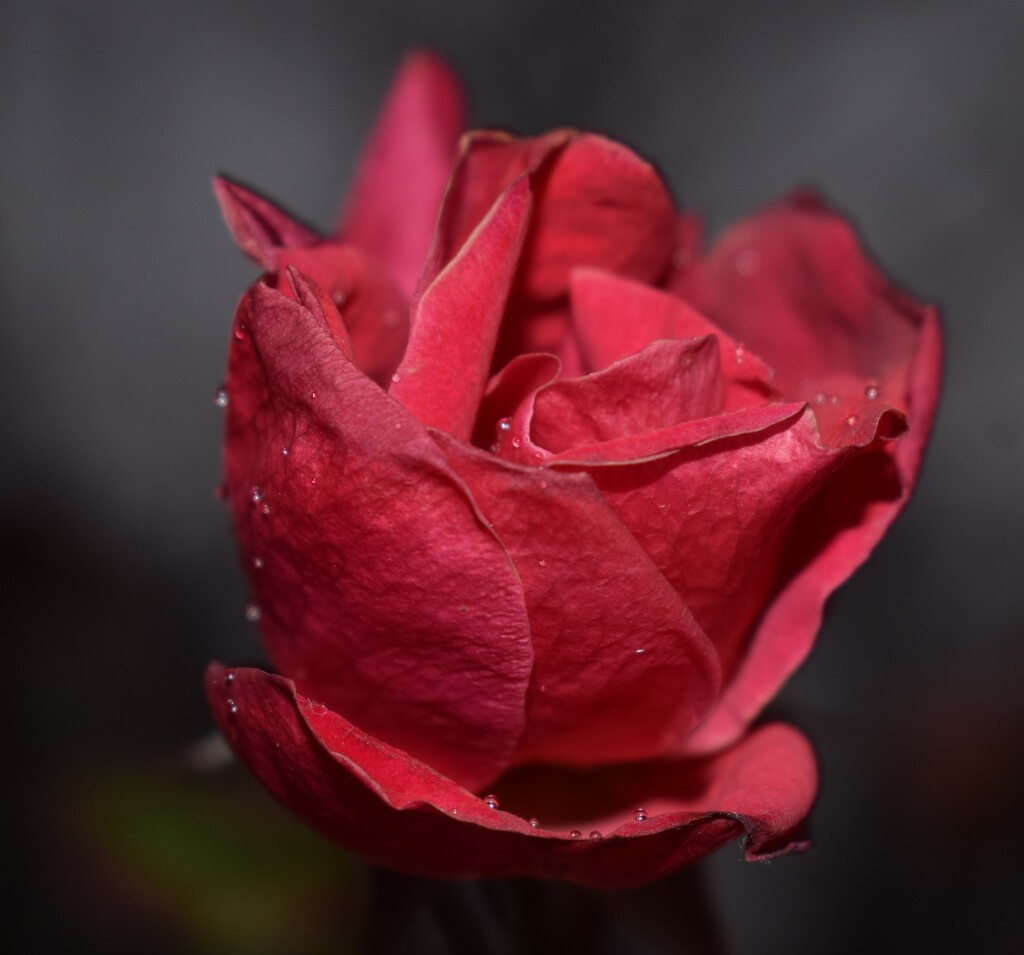 Raindrops on rose by sandlily