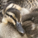 Duckling by dkbarnett